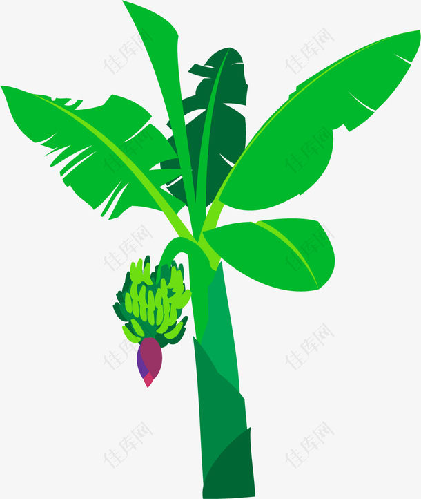 纯绿色卡通矢量香蕉树