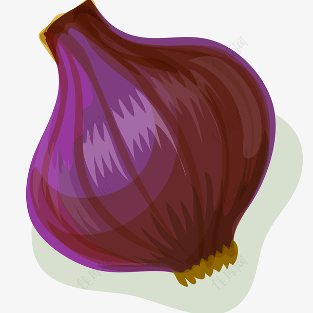 紫色洋葱矢量插画