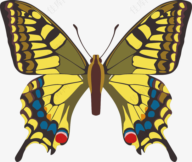 黄色斑点矢量卡通蝴蝶