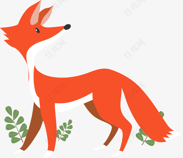 森林里橘色的狐狸