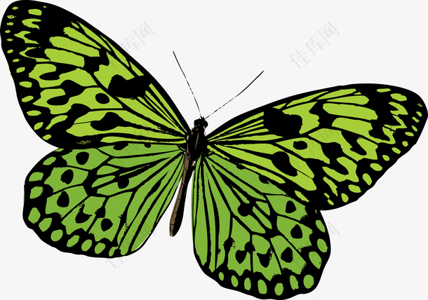 绿色蝴蝶手绘矢量图