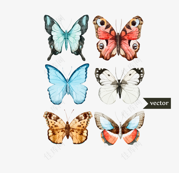 矢量彩色蝴蝶标本