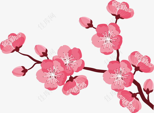 矢量图粉色水彩樱花
