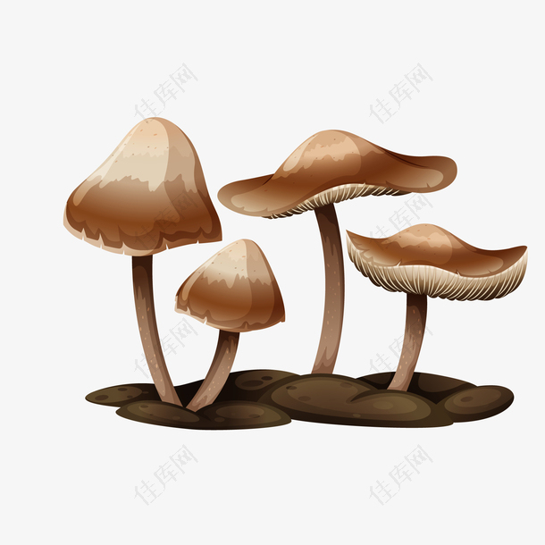 手绘菌菇插画设计