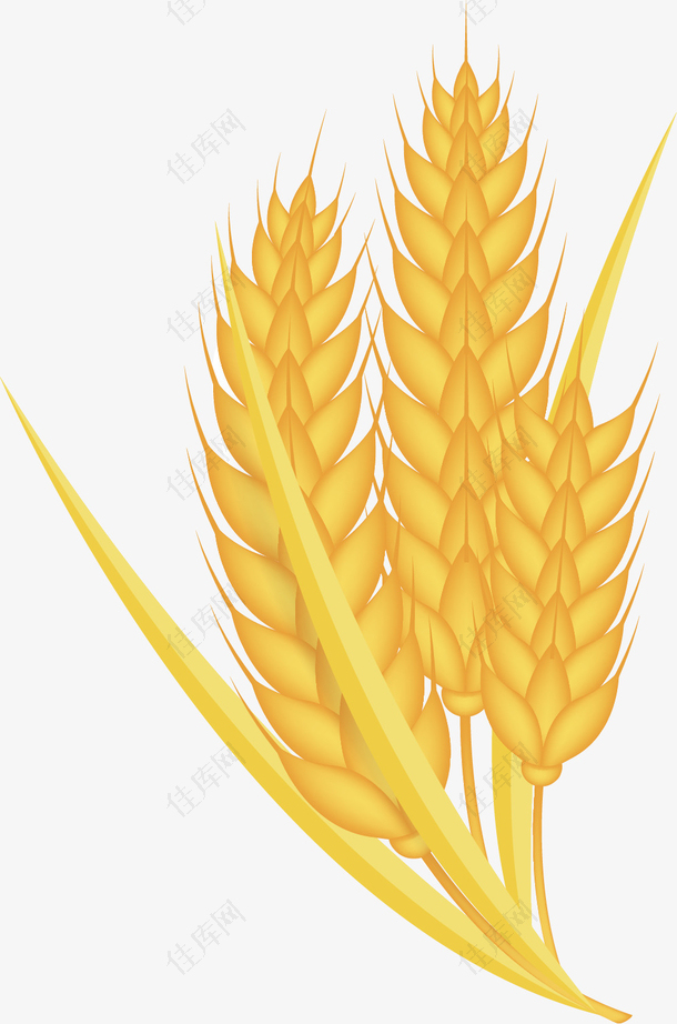 矢量图金黄色麦子