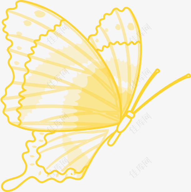 金边蝴蝶