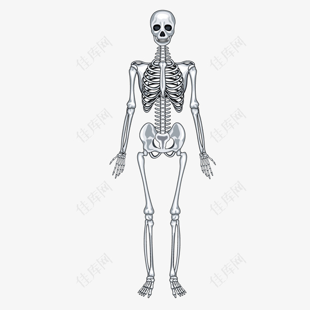 医疗白色手绘人体骨架