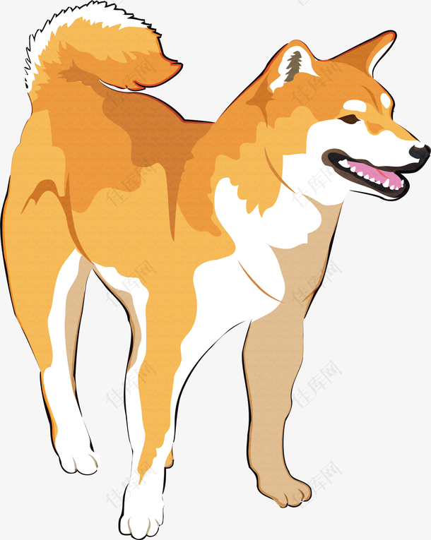 日本柴犬狗狗设计