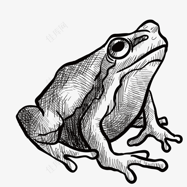 矢量手绘的小青蛙
