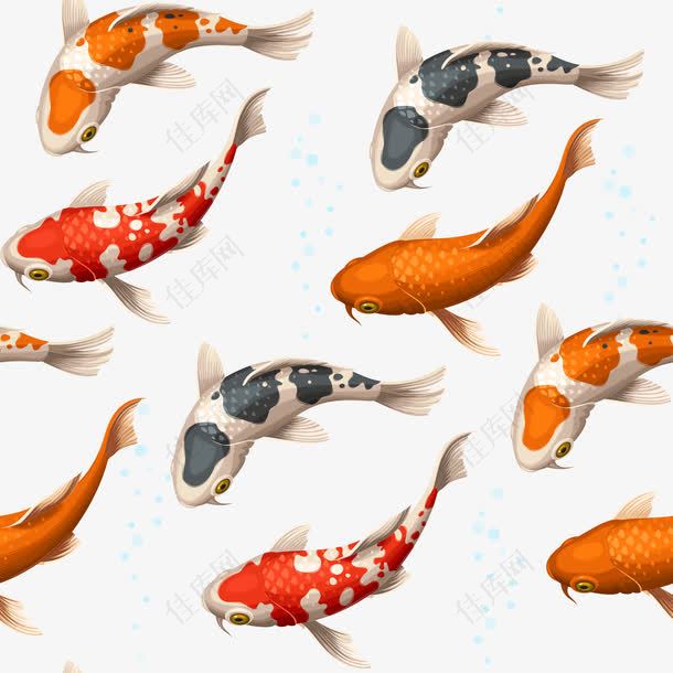鲤鱼装饰插画素材矢量