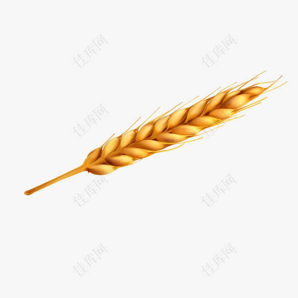 矢量黄色小麦