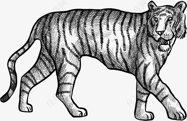 矢量手绘的大老虎