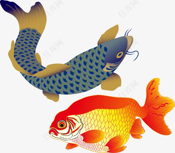 红鲤鱼矢量鱼儿金鱼