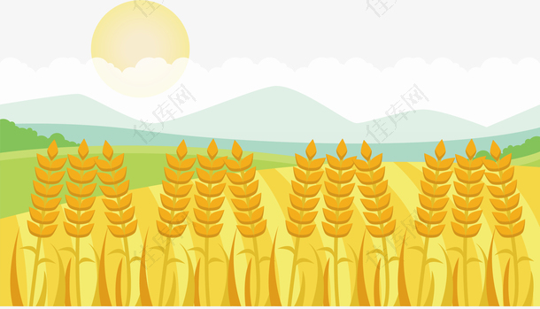 金色小麦丰收田地