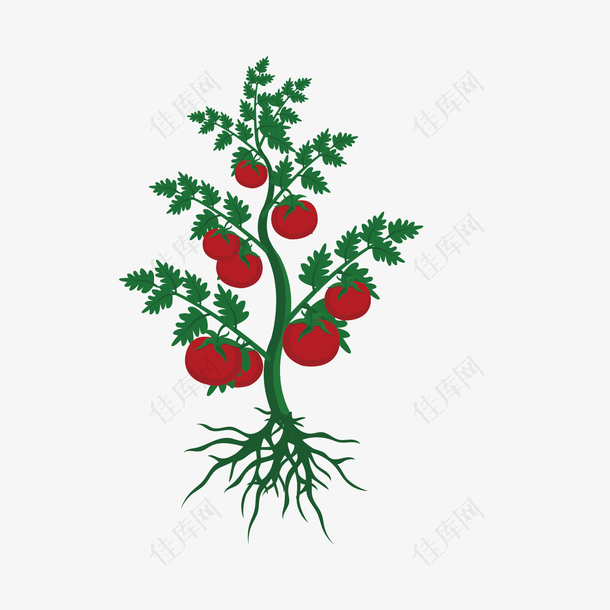 手绘一颗番茄设计素材
