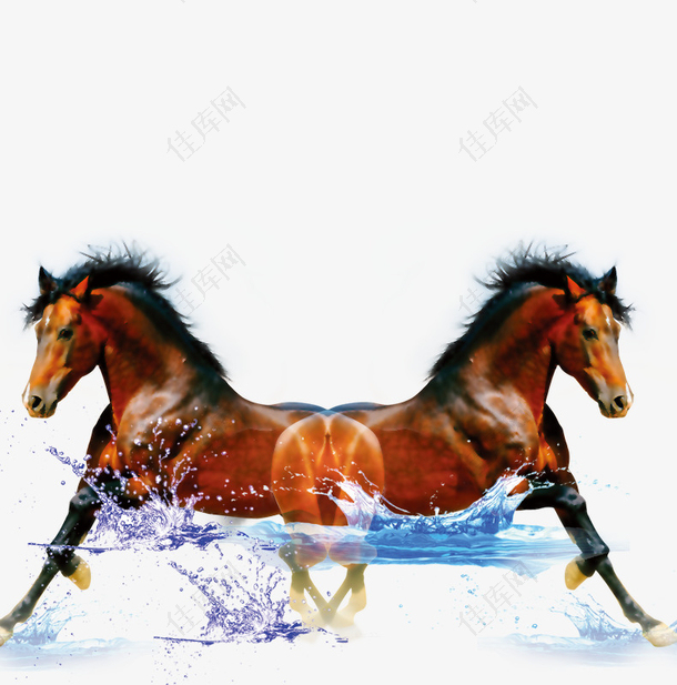 奔跑在水中的马