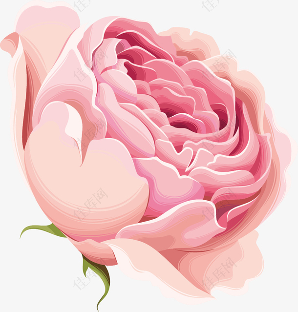 漂亮玫瑰牡丹花