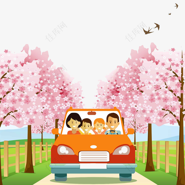 一家人自驾游观赏樱花