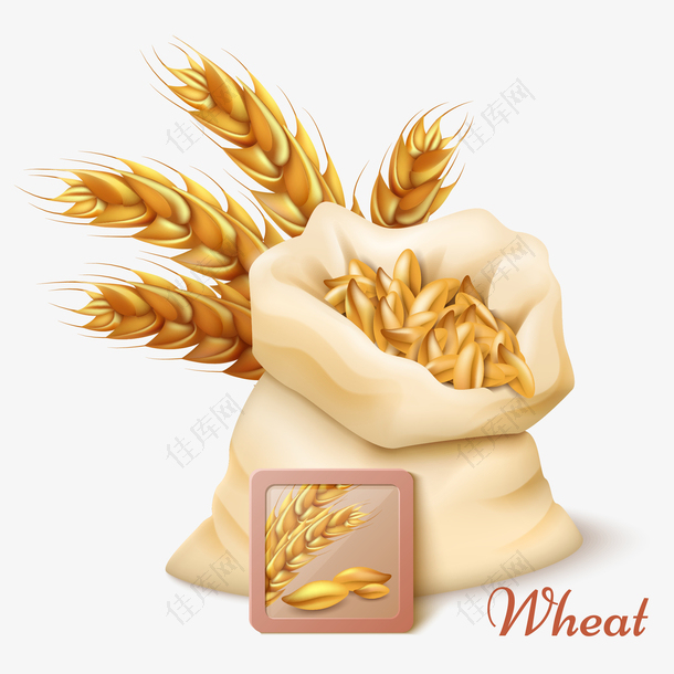 麦穗和小麦矢量插画