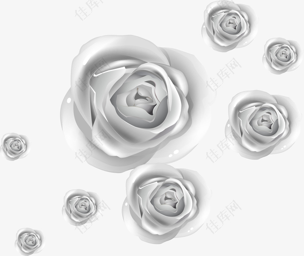 银色玫瑰花