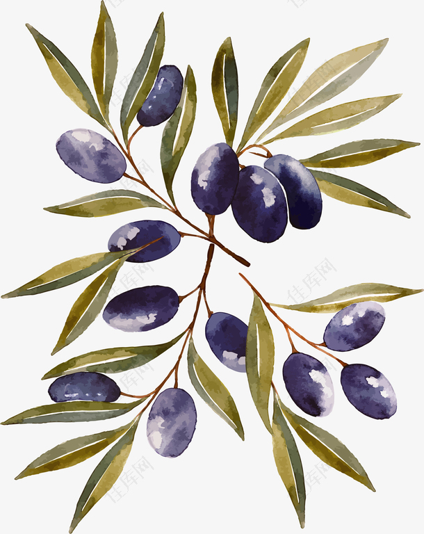 水彩手绘橄榄树枝