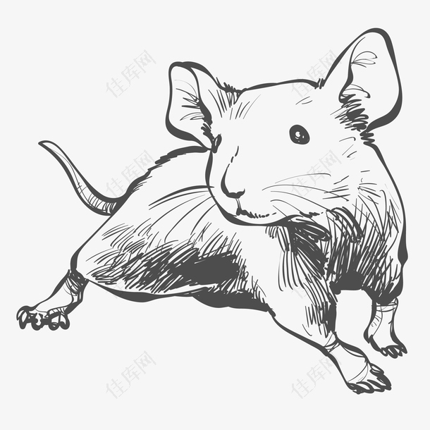 黑白手绘设计老鼠