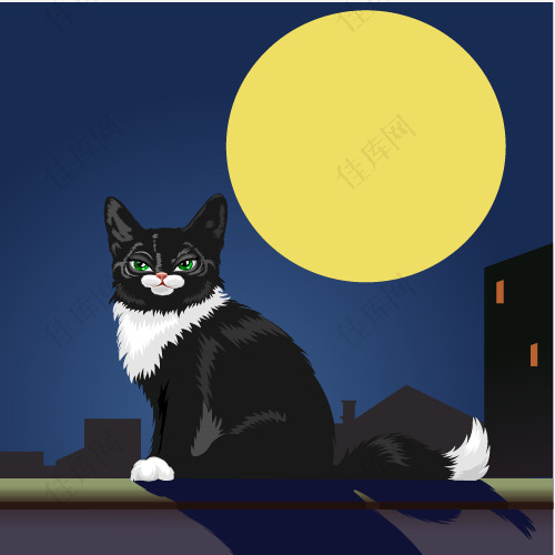 满月的夜景猫