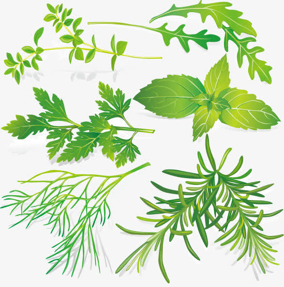 免费下载植物草药素材-植物草药图片-植物草药设计素材-佳库网