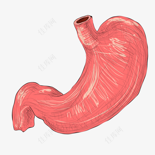 彩色圆弧肠胃元素