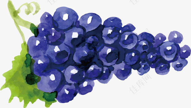 矢量手绘蓝色葡萄