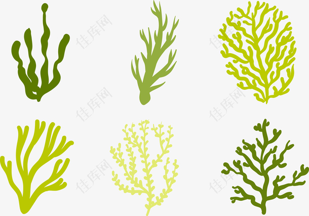 海洋海草植物