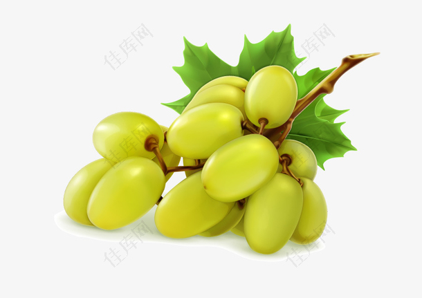 葡萄成熟绿色新鲜