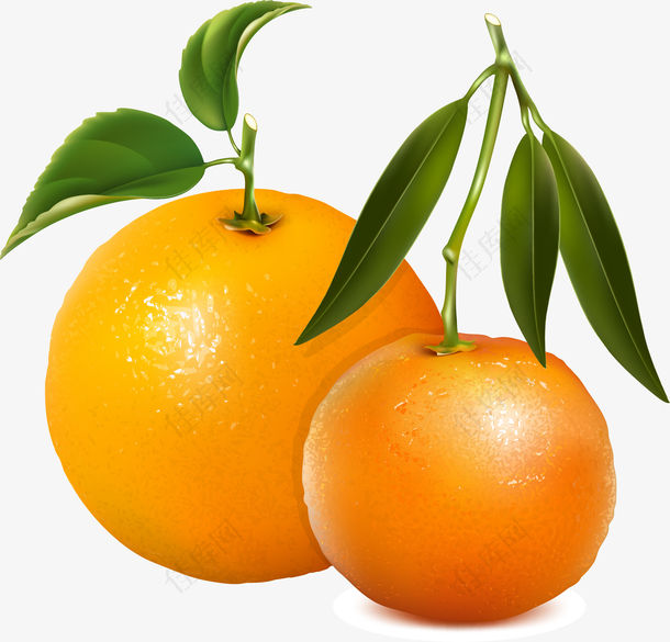 橙子png矢量素材