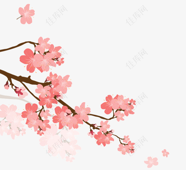 唯美粉色樱花节樱花