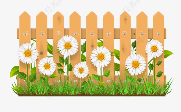篱笆上的白色花朵