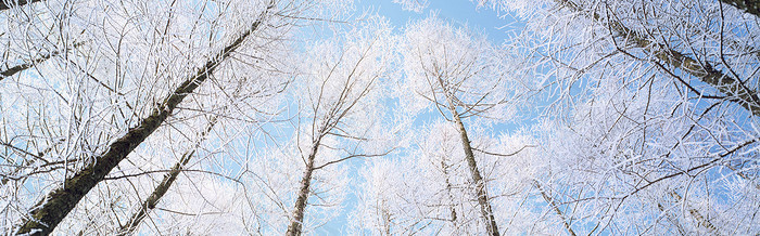 冰雪大树背景
