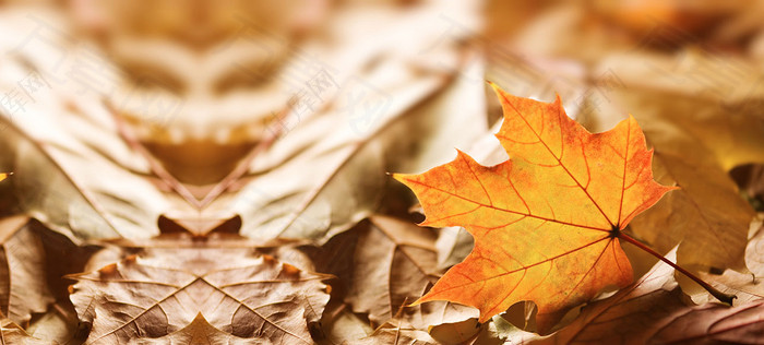 秋天在地上的落叶特写海报背景