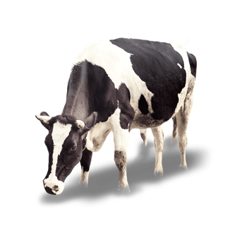 草原奶牛 素材 免费草原奶牛图片素材 草原奶牛素材大全 佳库网