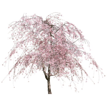 免费下载粉色樱花树免抠元素图片