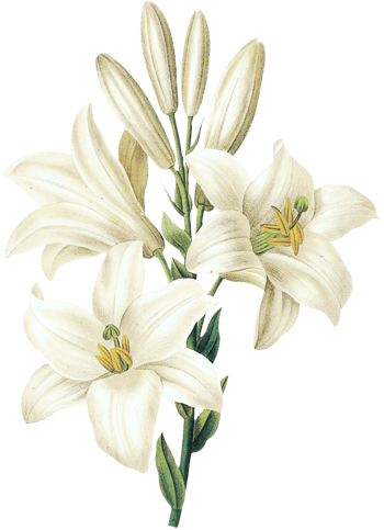 白色百合花设计素材 白色百合花图片下载 佳库网