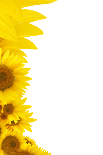 免费下载黄色向日葵背景素材免抠元素素材 佳库网