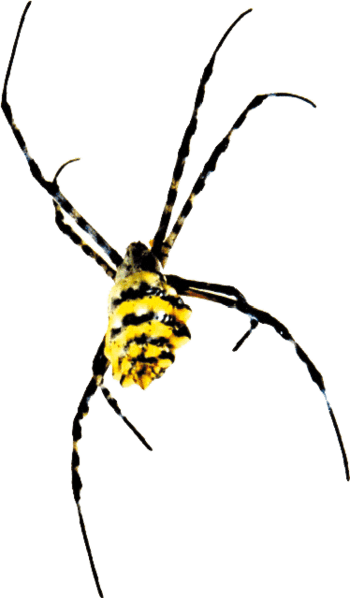 免费下载黄色蜘蛛免抠元素素材 佳库网