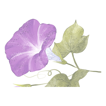 紫色的喇叭花怎么画图片