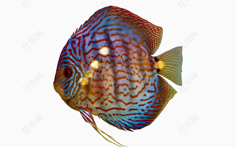 热带金鱼png素材图片