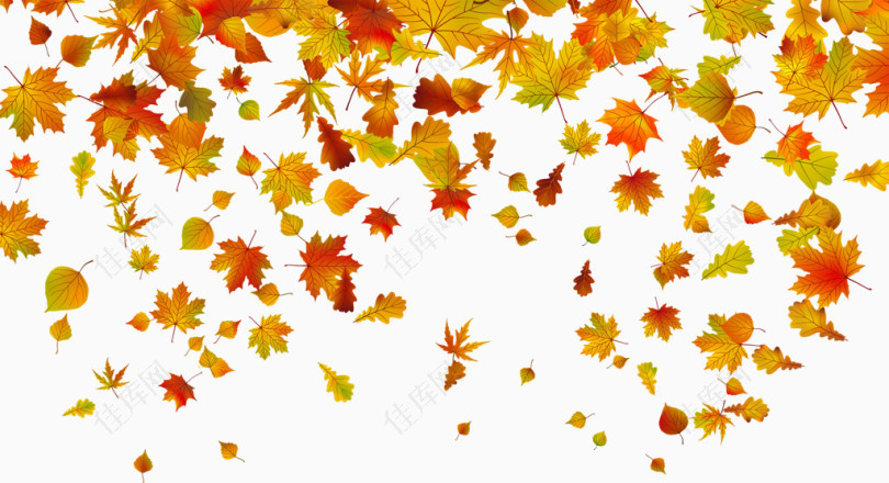秋季凋零的树叶