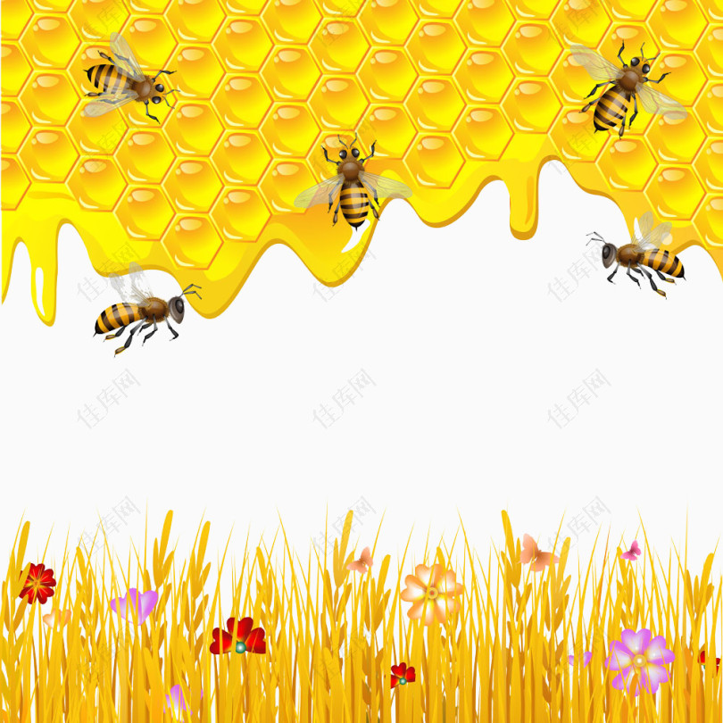 蜂蜜和蜜蜂图片