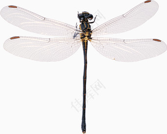透明翅膀蜻蜓