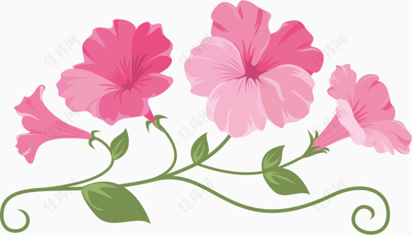 粉色喇叭花卉