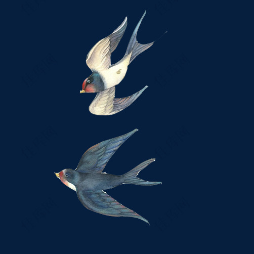 燕子飞翔素材图片