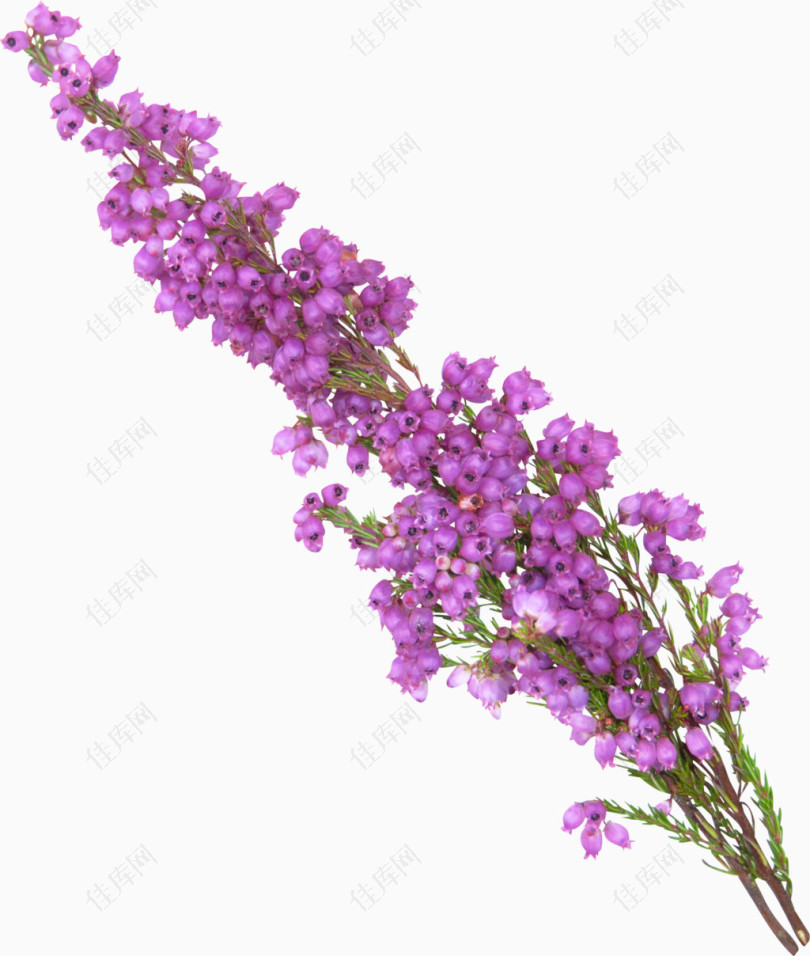 紫色薰衣草